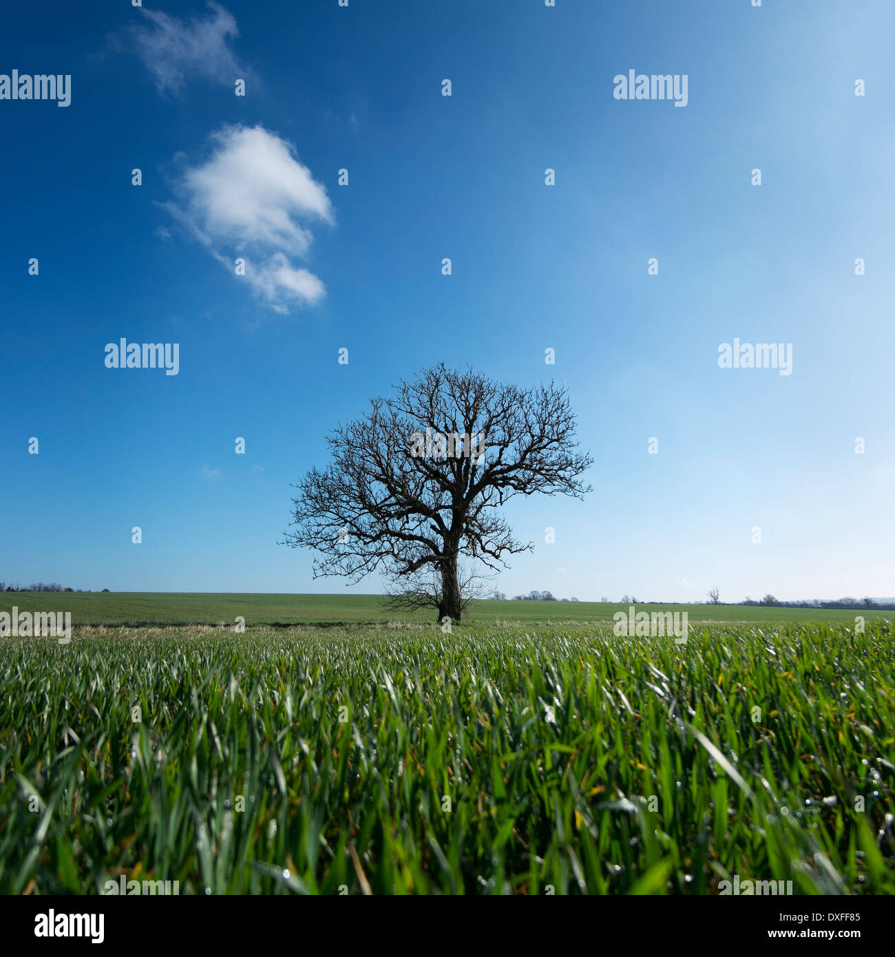 Seul arbre dans un champ de blé les jeunes avec cloud dans le Northamptonshire, Angleterre Banque D'Images