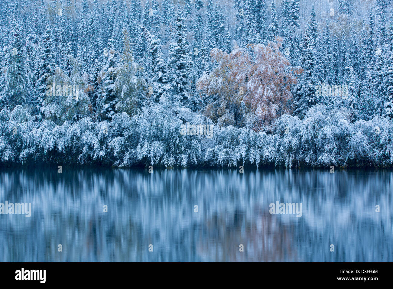 Début de la neige et des couleurs d'automne à Five Mile Lake, sur la piste de l'argent c Mayo, au Yukon, Canada Banque D'Images