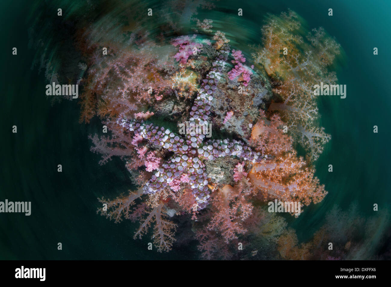 Étoile verruqueuse sur Coral Reef, Echinaster callosus, Raja Ampat, Papouasie occidentale, en Indonésie Banque D'Images
