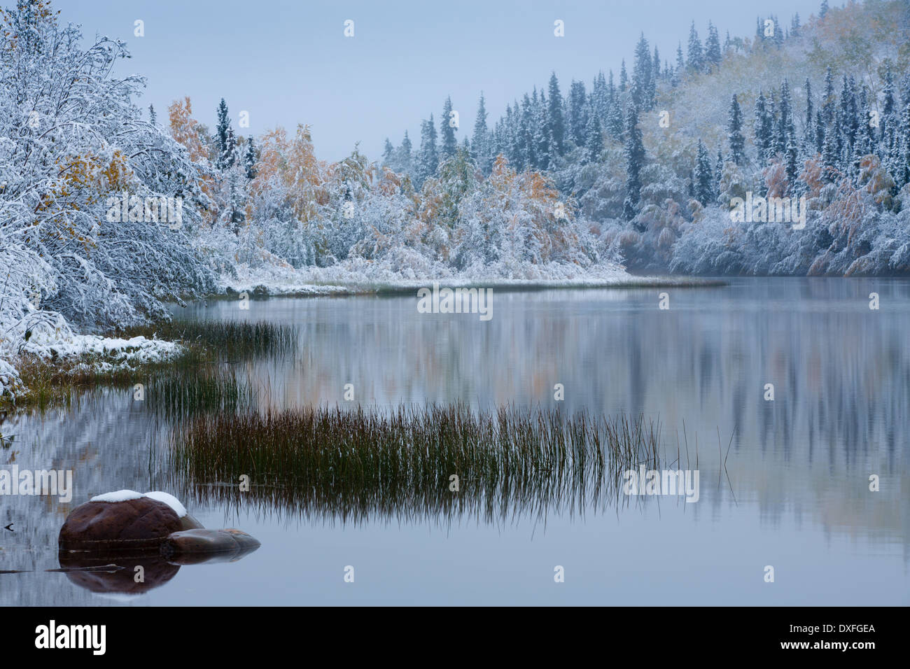 Début de la neige et des couleurs d'automne à Five Mile Lake, sur la piste de l'argent c Mayo, au Yukon, Canada Banque D'Images