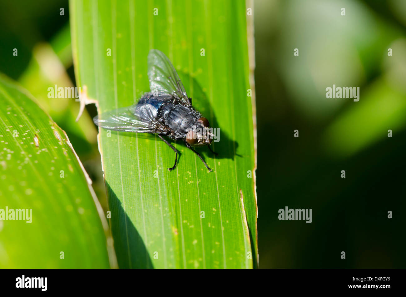 Mouche noire Banque de photographies et d’images à haute résolution Alamy — free download