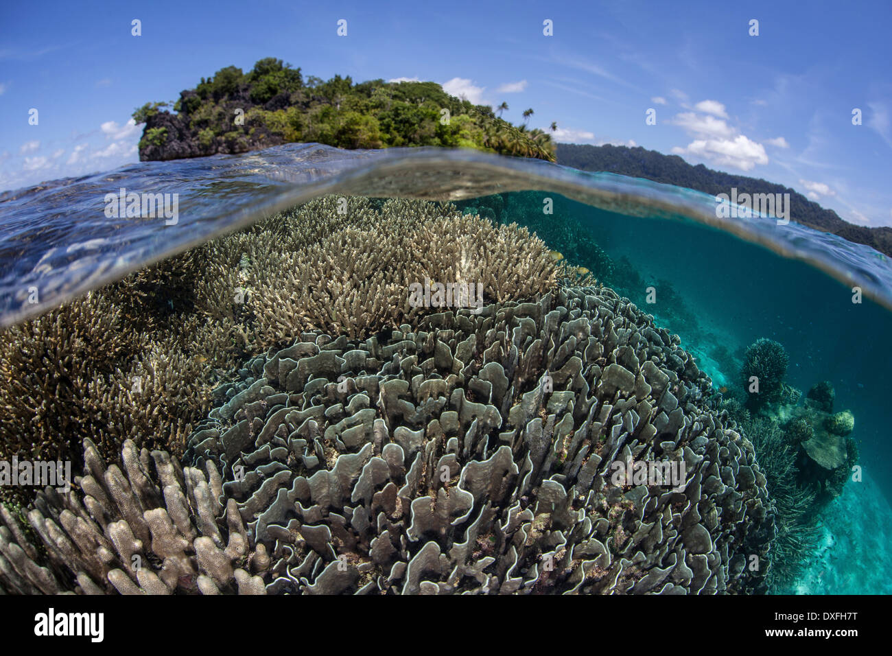 Les coraux en eaux peu profondes, Raja Ampat, Papouasie occidentale, en Indonésie Banque D'Images