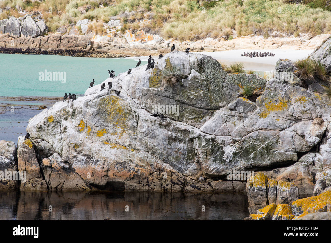 Les manchots de Magellan, Spheniscus magellanicus, à Gypsy Cove près de Port Stanley aux Malouines, au large de l'Argentine, Banque D'Images