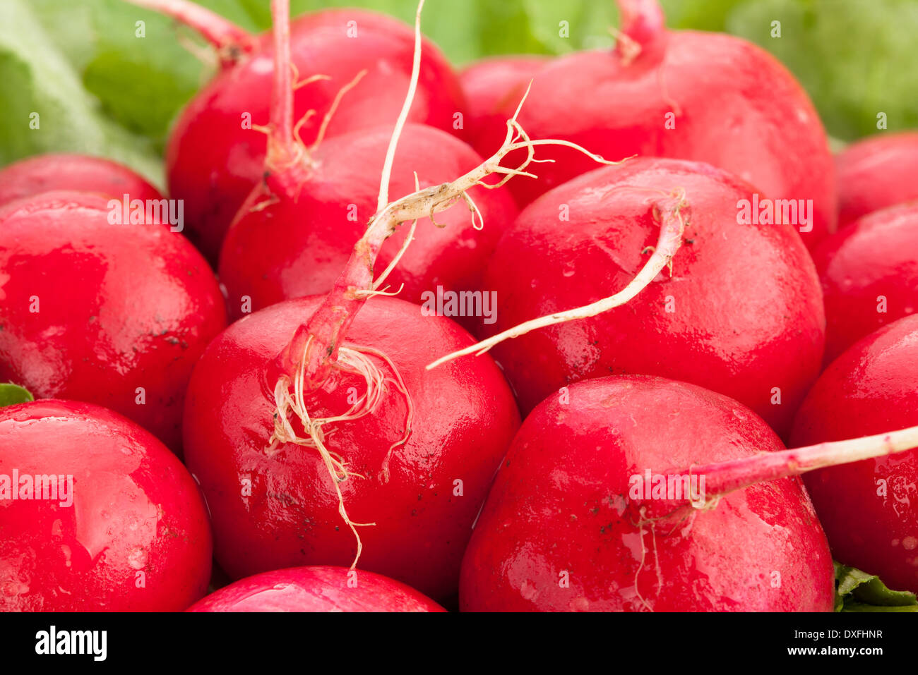 macro de radis Banque D'Images