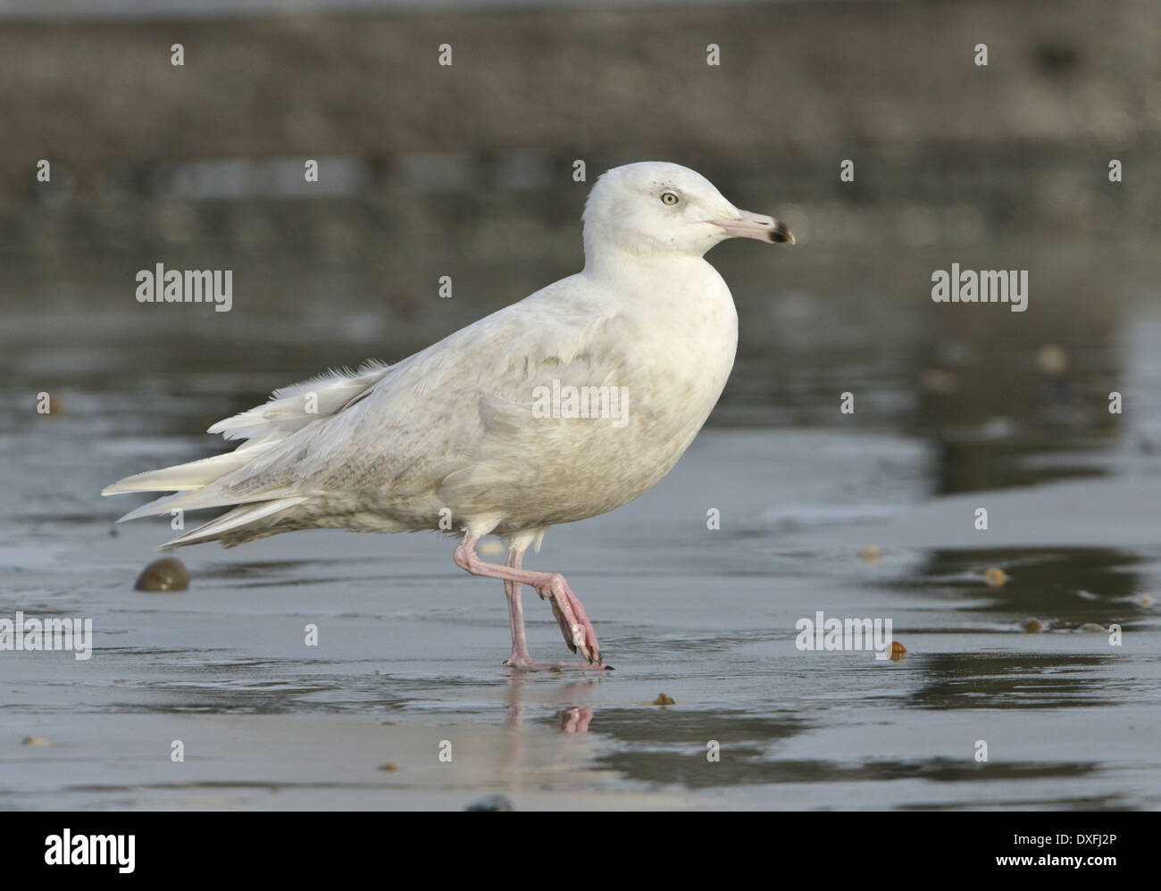 Goéland bourgmestre - Larus hyperboreus - 1er hiver. Banque D'Images