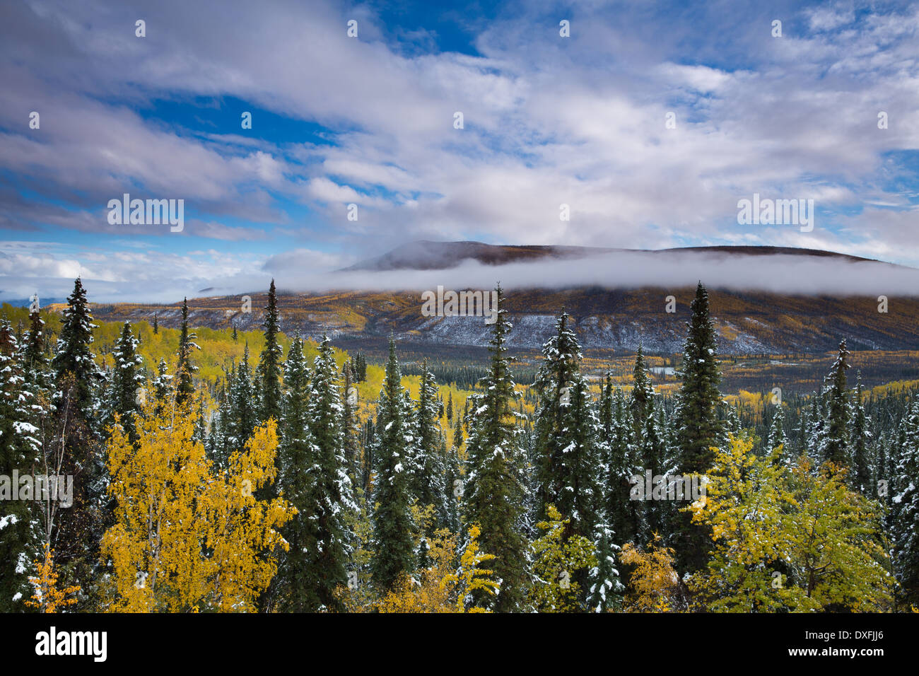 Couleurs d'automne et la première neige dans la vallée de la rivière Stewart, Territoire du Yukon, Canada Banque D'Images