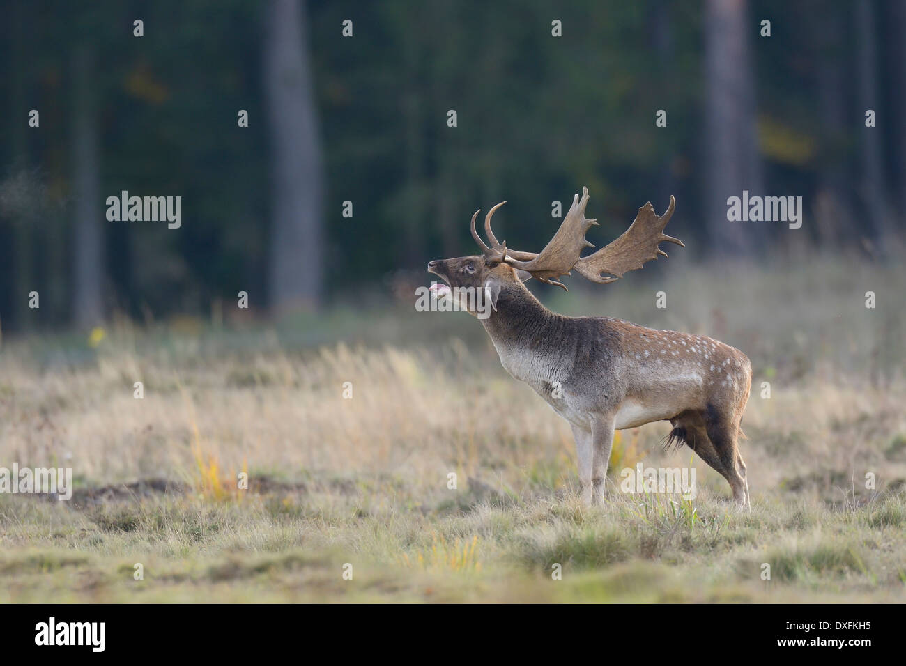 Daims mâles beuglements (Cervus dama) en automne, Hesse, Allemagne Banque D'Images