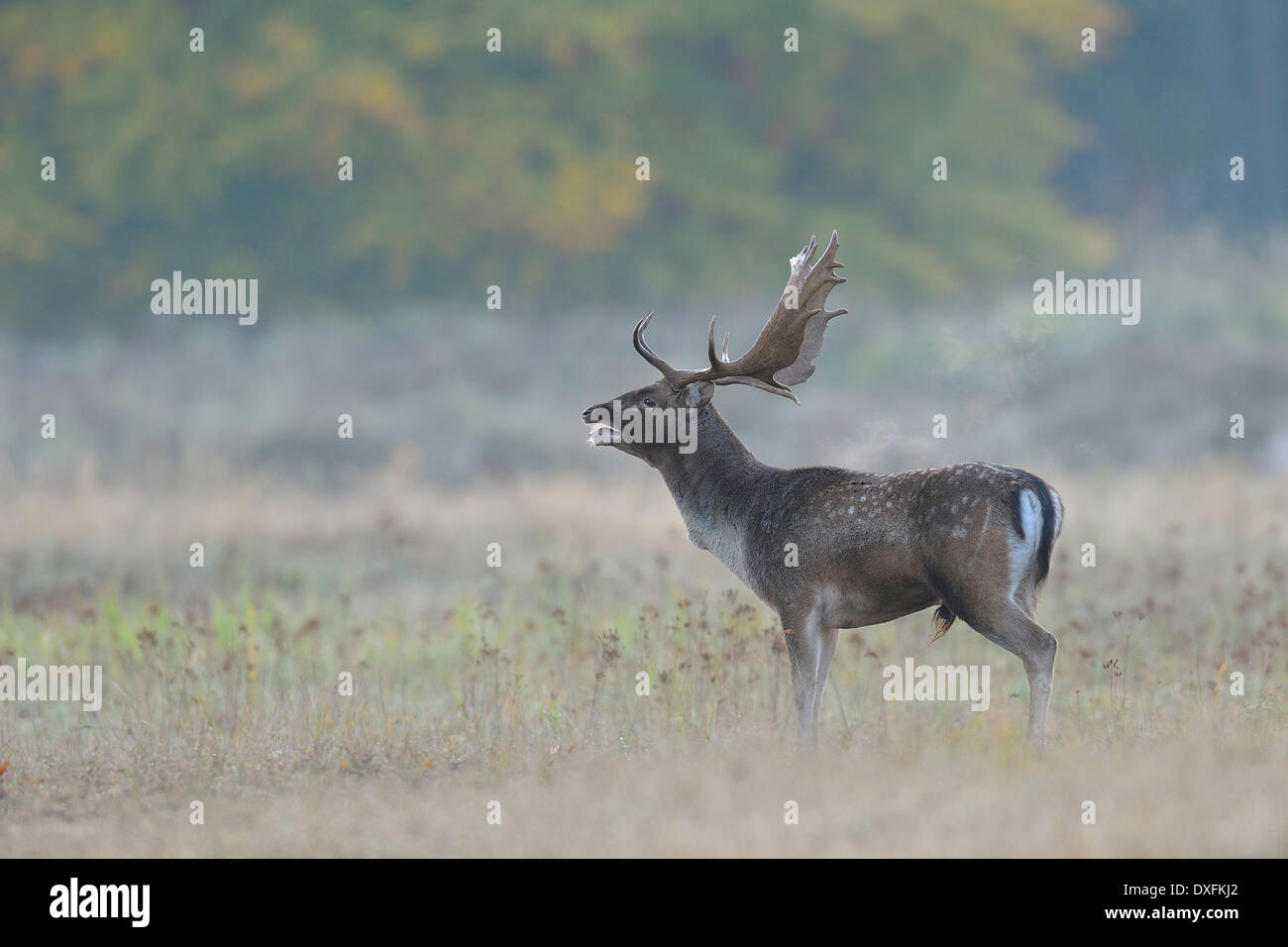 Daims mâles beuglements (Cervus dama) en automne, Hesse, Allemagne Banque D'Images
