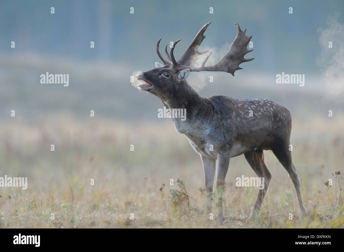 Daims mâles beuglements (Cervus dama) en automne, Hesse, Allemagne Banque D'Images