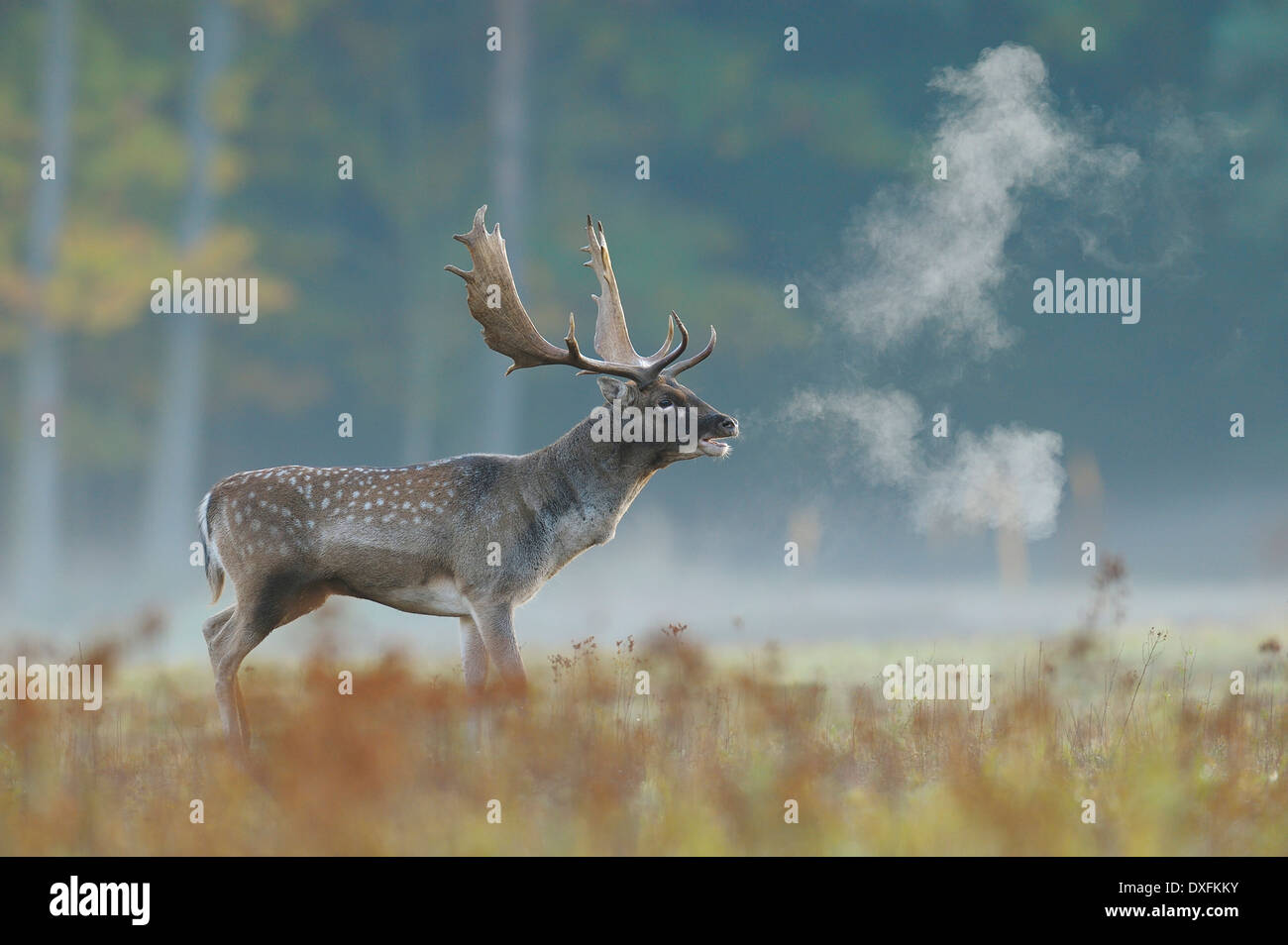 Daims mâles beuglements (Cervus dama) en automne, Hesse, Allemagne Banque D'Images
