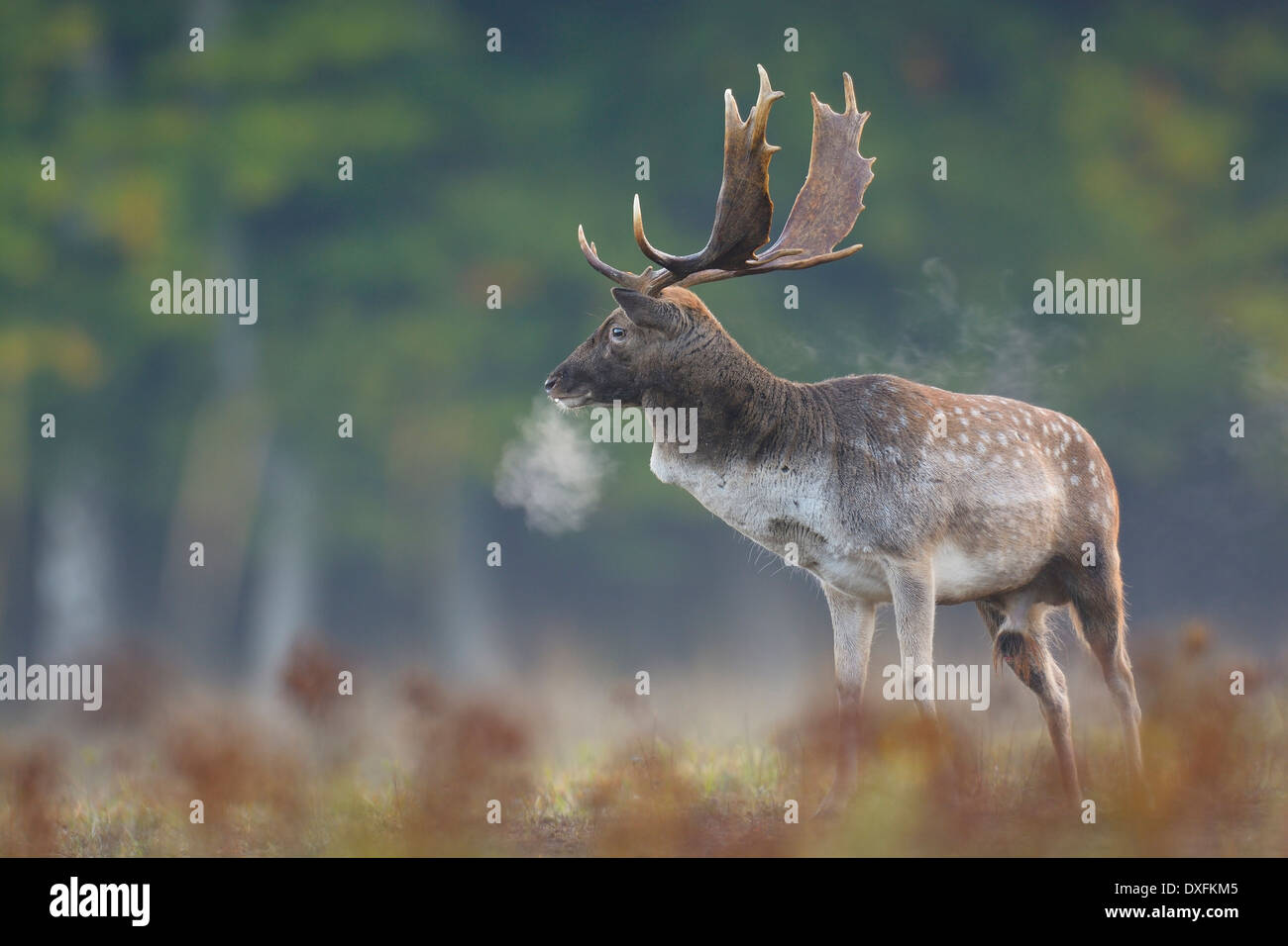 Male fallow deer (Cervus dama) en automne, Hesse, Allemagne Banque D'Images