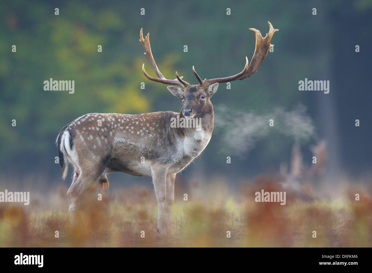 Male fallow deer (Cervus dama) en automne, Hesse, Allemagne Banque D'Images