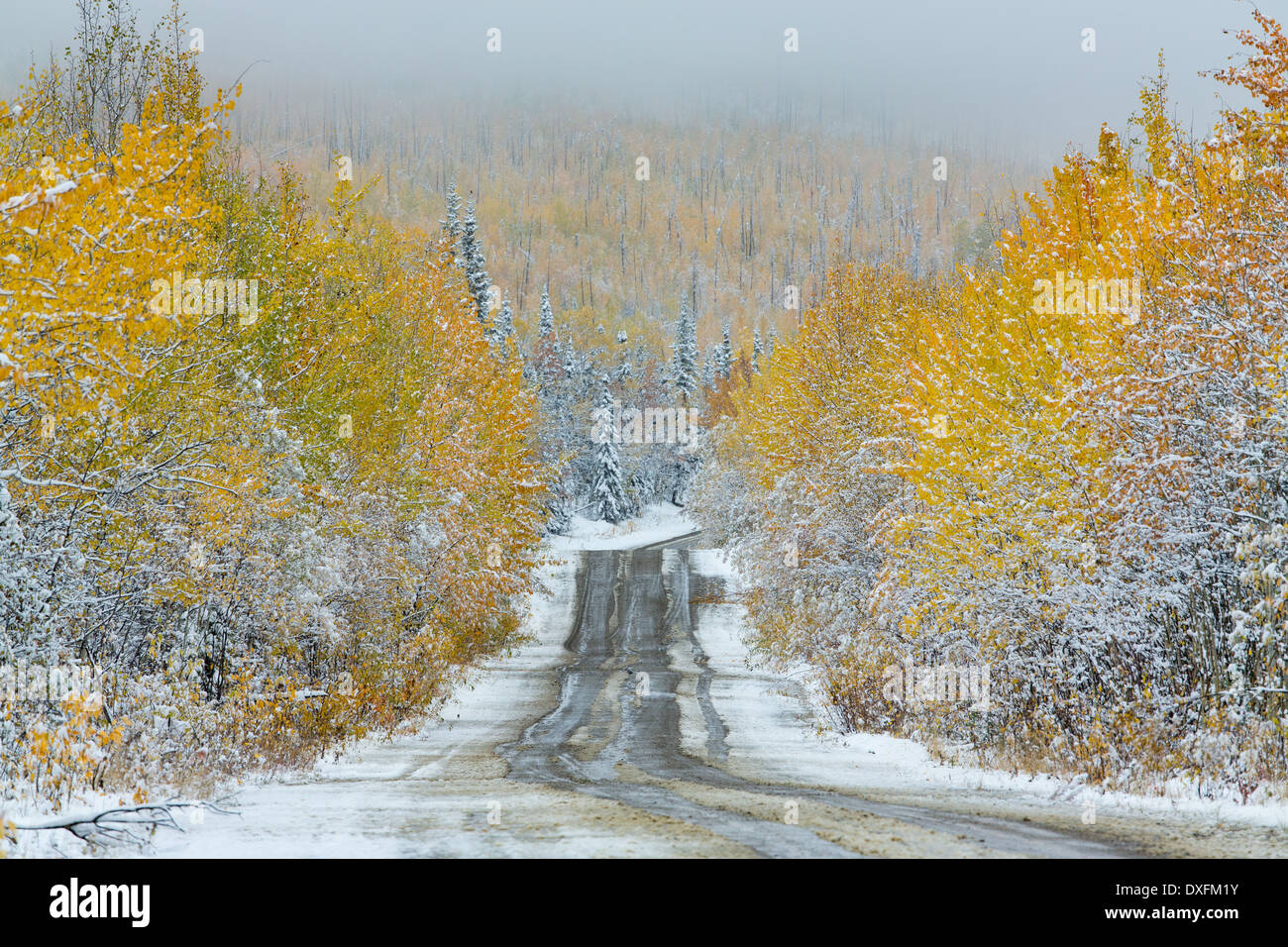 Couleurs d'automne et la première chute de neige sur la route de Keno, piste de l'argent, les Territoires du Yukon, Canada Banque D'Images