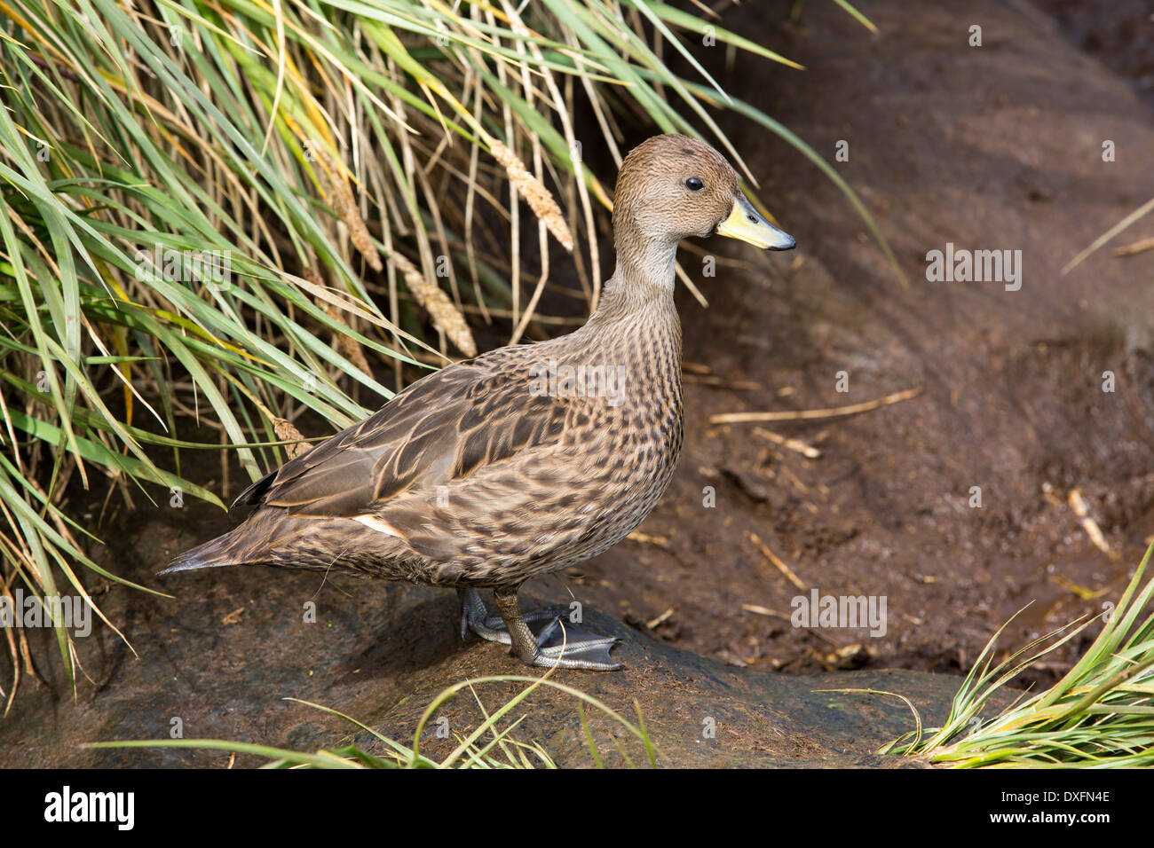 Géorgie du Sud un canard pilet, Anas georgica georgica, une petite espèce de canard qui est endémique trop et n'a trouvé en Géorgie du Sud Banque D'Images