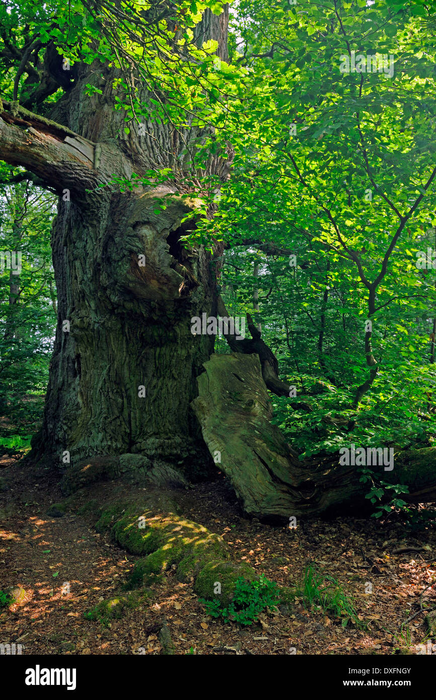 Vieux Chêne Arbre, environ 600 ans, forêt vierge de Sababurg, Hesse, Allemagne / Fagus (spec.) Banque D'Images