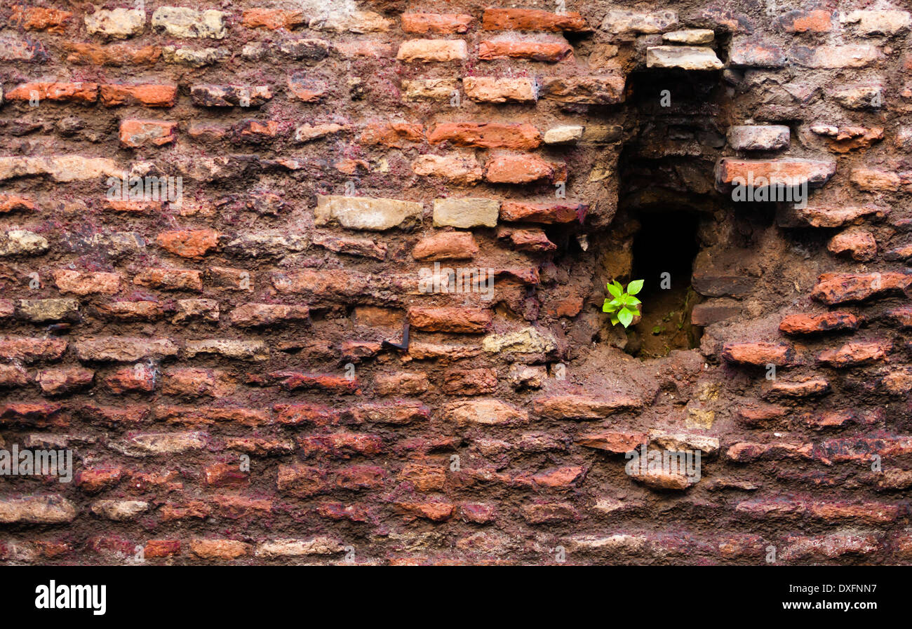 Plante poussant dans un trou d'un mur de briques Banque D'Images