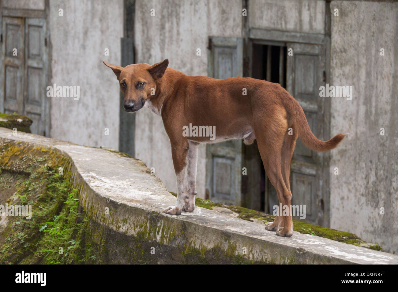 Chien de village, zone ouest, Lampung Pesisir, Sumatra, Indonésie Banque D'Images