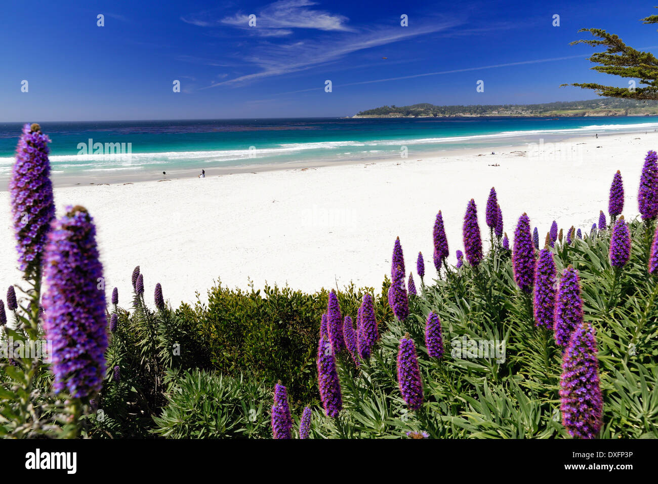 Fleurs sauvages (fierté de Madère) qui fleurit le long de la Plage du Pacifique, Carmel-par la mer, péninsule de Monterey, en Californie. Banque D'Images