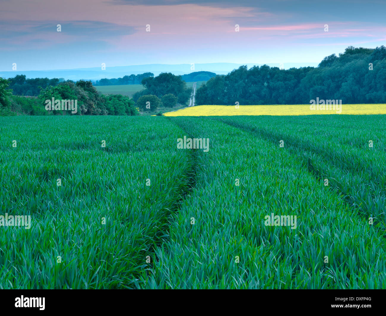 Avis d'un grand champ de céréales fraîches avec des pistes à partir d'un véhicule agricole Banque D'Images