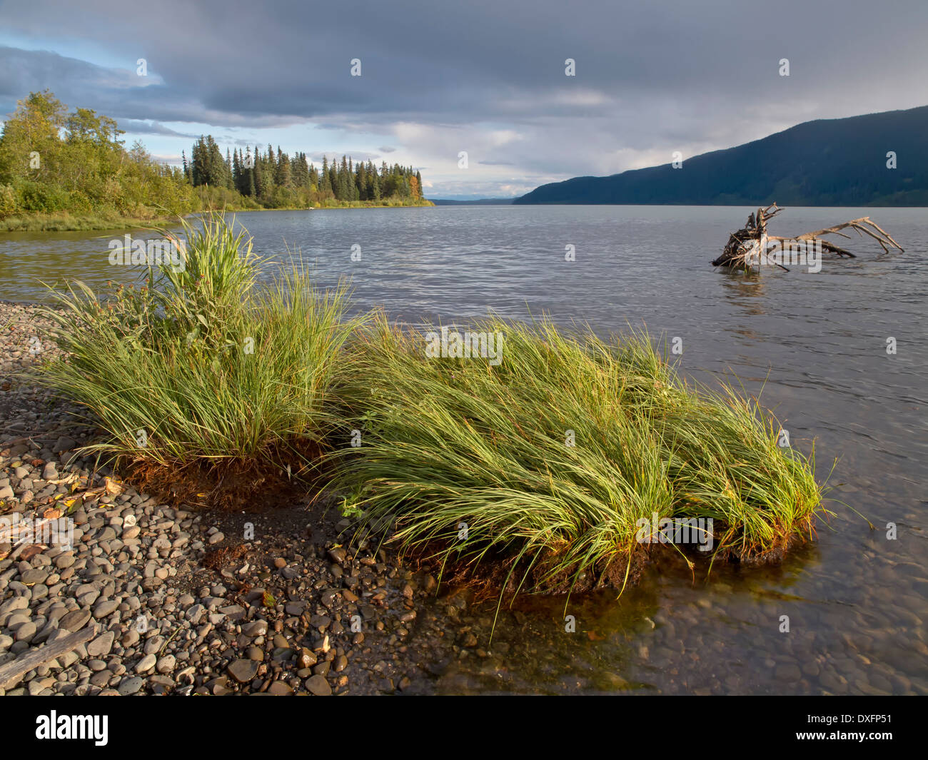 Vue des rives du lac Meziadin avec l'herbe au premier plan et d'un moignon gorgé d'eau submergée Banque D'Images