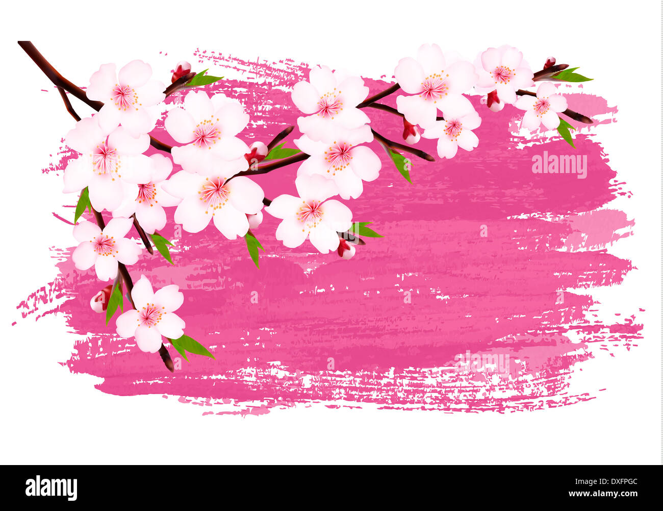 Peinture rose Sakura bannière de la direction générale. Vecteur. Banque D'Images