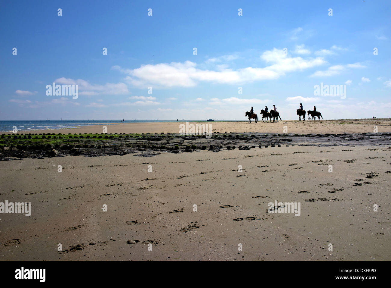 Les cavaliers sur l'île néerlandaise de Vlieland Banque D'Images