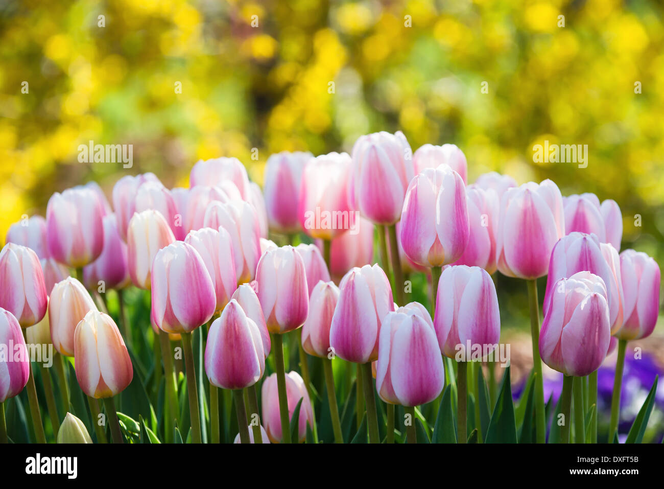 Tulipes roses et blanches au printemps en fleurs. Fleur jaune arrière-plan flou. Banque D'Images