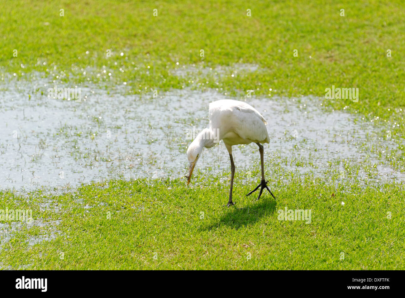 La Grande Aigrette (Ardea alba) également connu sous le nom de Grande Aigrette, commune ou Aigrette Grand Héron blanc, est d'une grande aigrette, largement diffusé. Banque D'Images