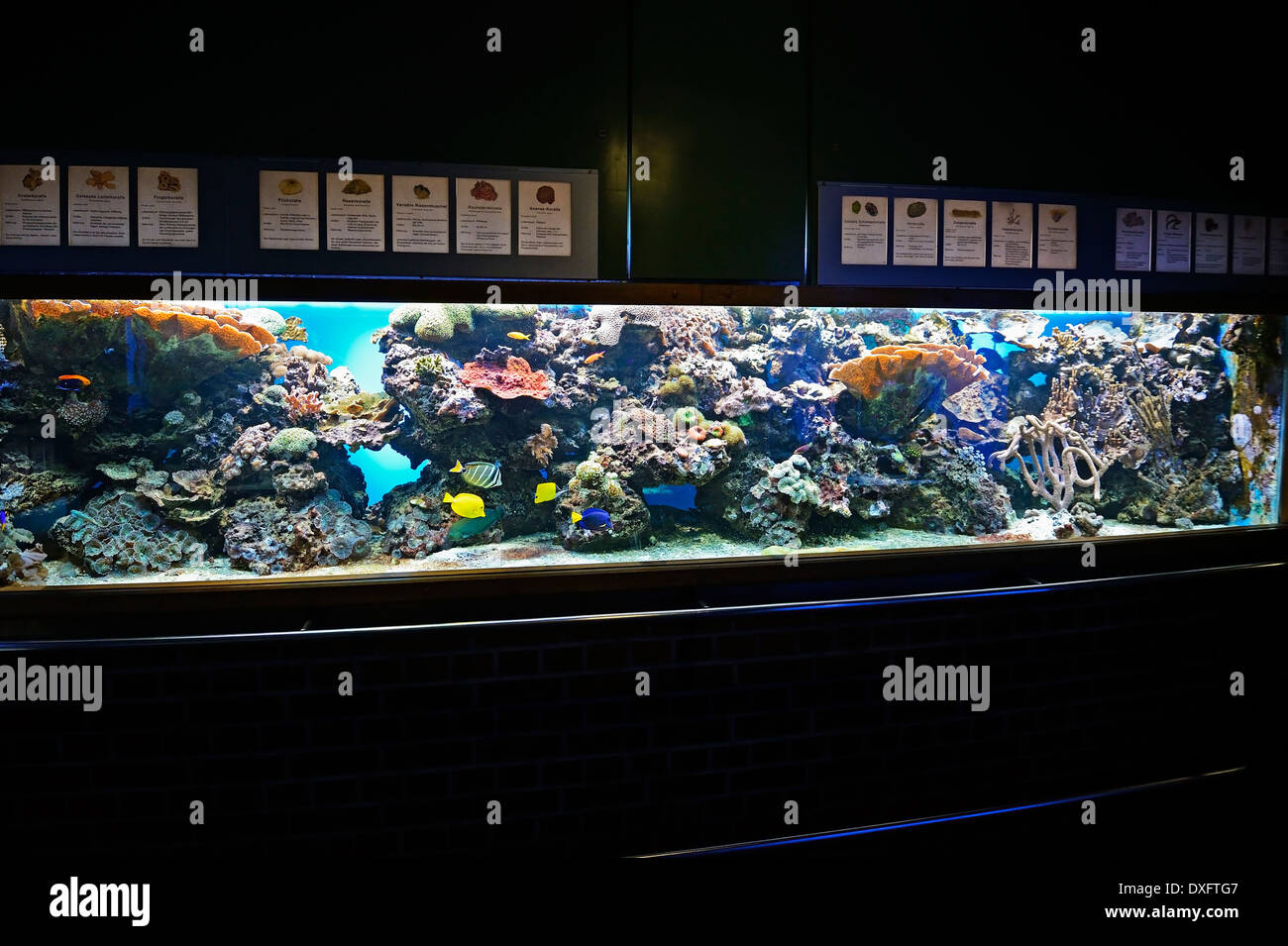 Aquarium, Meeresmuseum, Musée Océanographique, ville hanséatique de Stralsund, Mecklembourg-Poméranie-Occidentale, Allemagne Banque D'Images