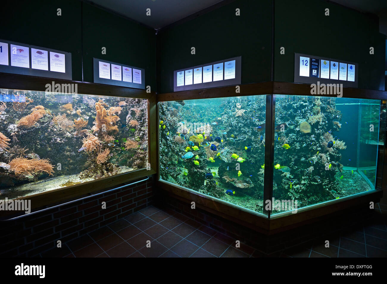 Aquarium, Meeresmuseum, Musée Océanographique, ville hanséatique de Stralsund, Mecklembourg-Poméranie-Occidentale, Allemagne Banque D'Images