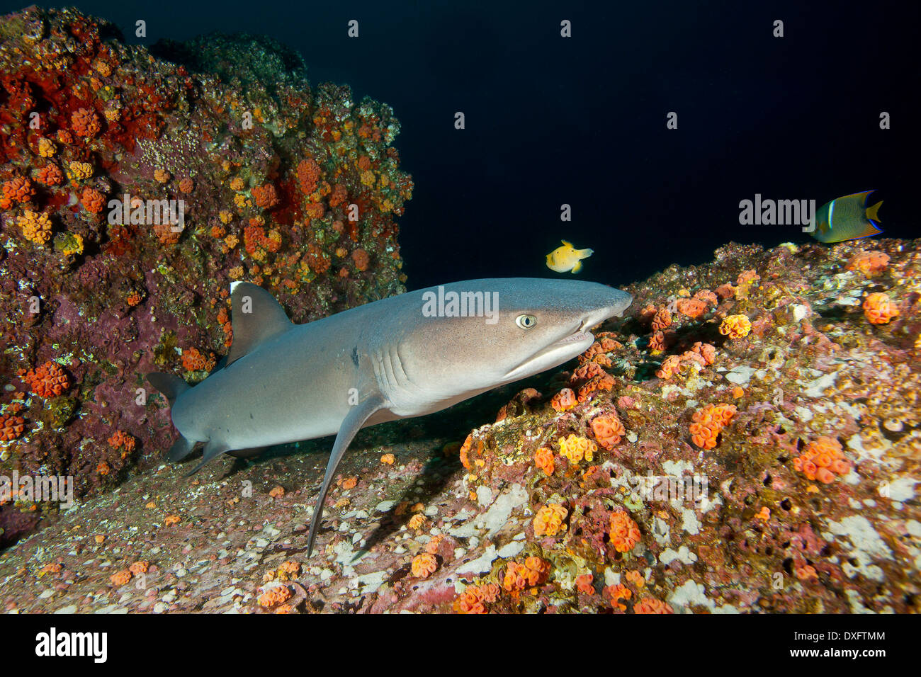 Whitetip Reef Shark chasser la nuit, Triaenodon obesus, Cocos Island, Costa Rica Banque D'Images
