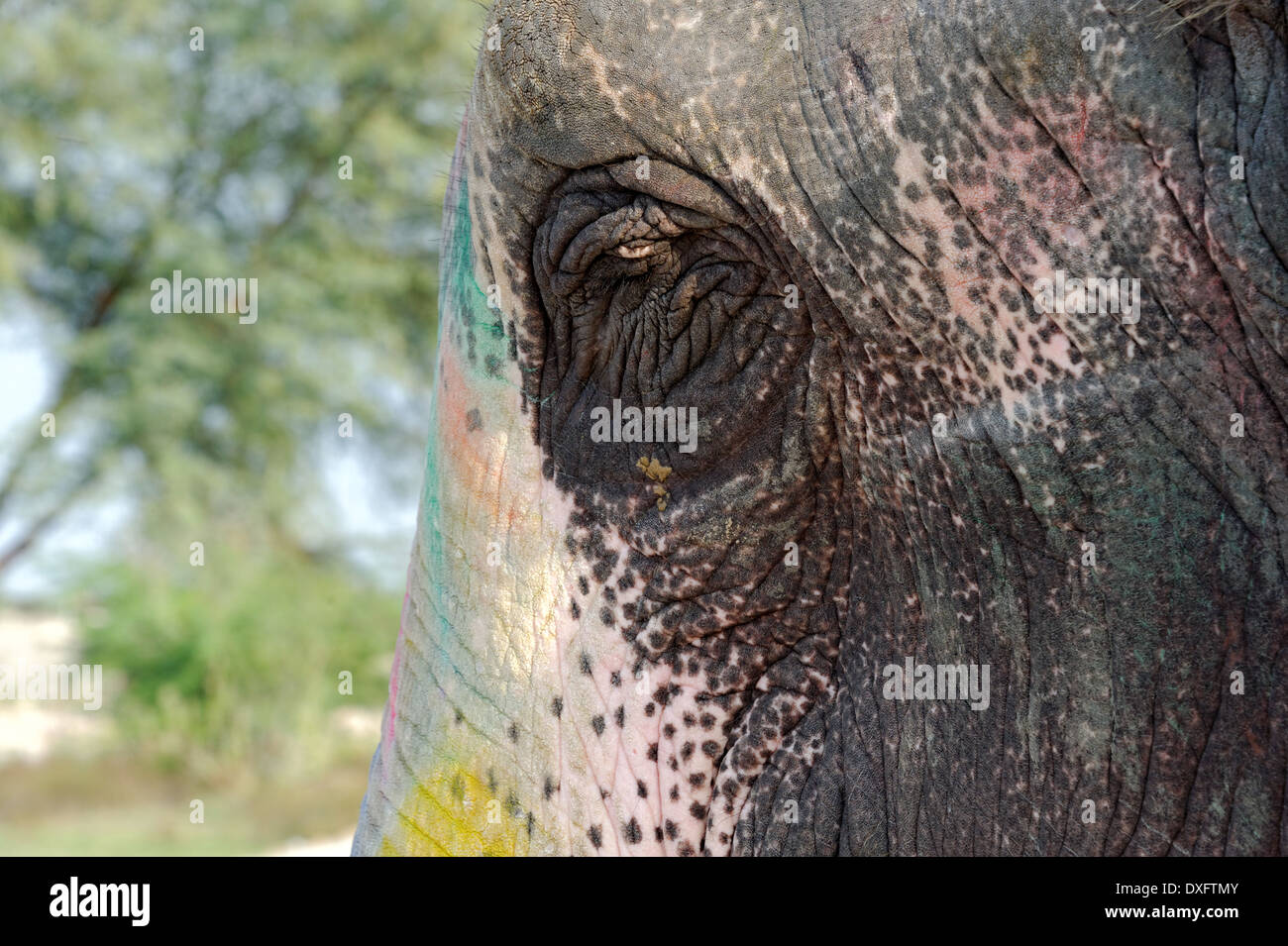 Dans l'éléphant indien couleur Elephant Village, Jaipur, Rajasthan, Inde Banque D'Images