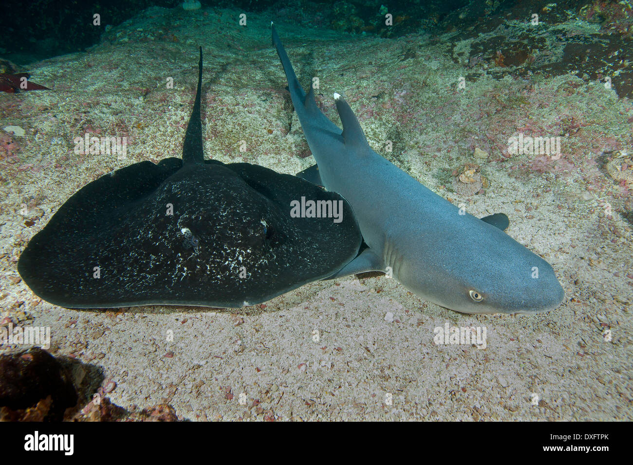Whitetip Reef Shark et marbré de Ray, Triaenodon obesus, Cocos Island, Costa Rica Banque D'Images