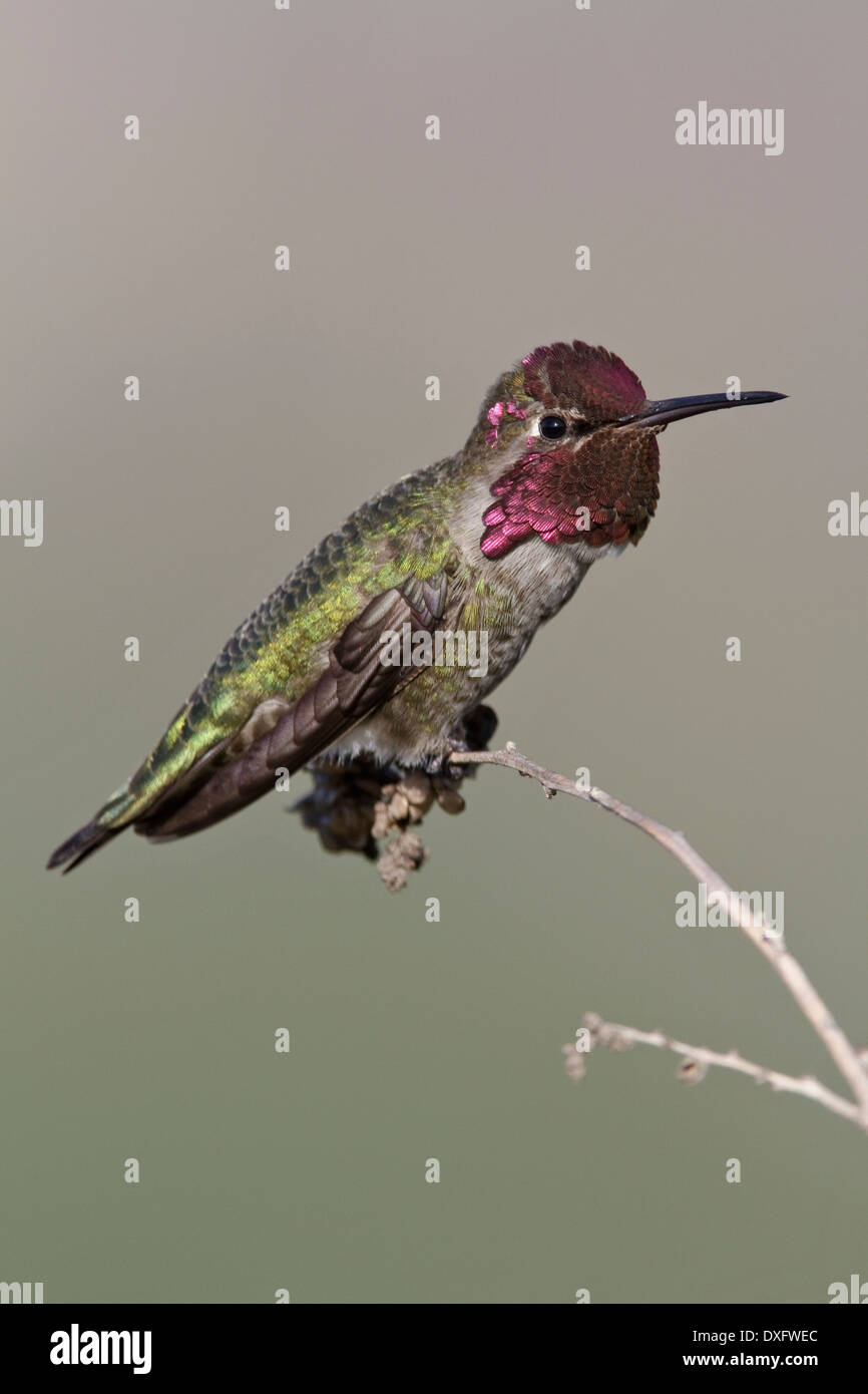 Anna's Hummingbird - Calypte anna - homme adulte Banque D'Images