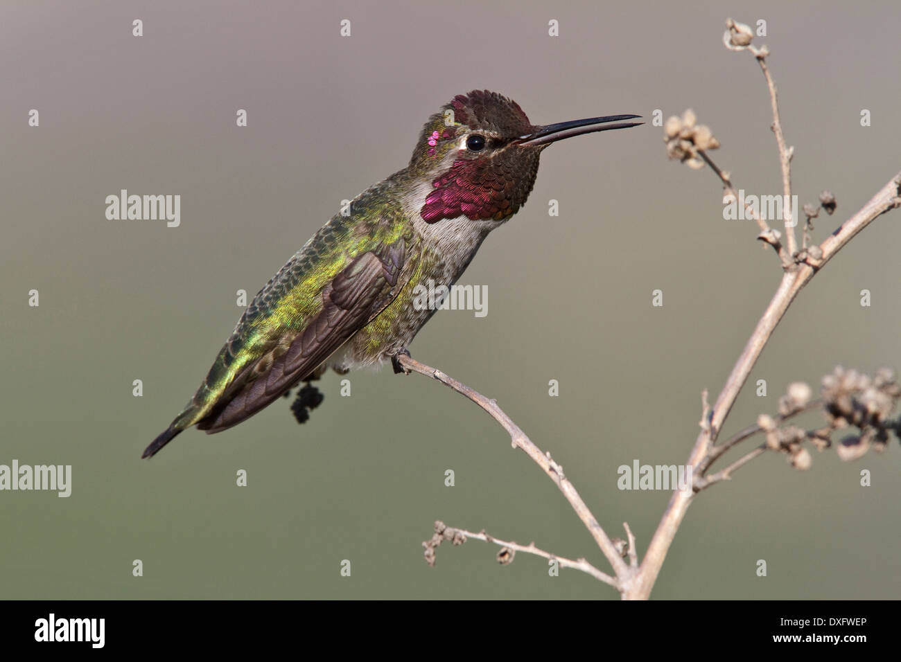 Anna's Hummingbird - Calypte anna - homme adulte Banque D'Images