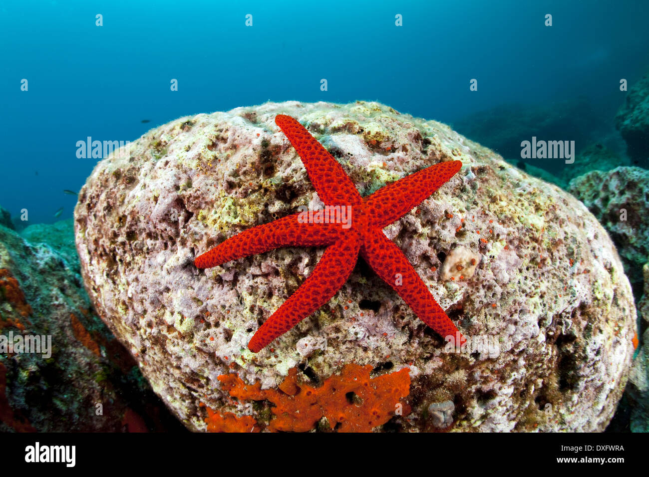 Echinaster sepositus Red Seastar, Dubrovnik, Croatie, Mer Adriatique, Banque D'Images