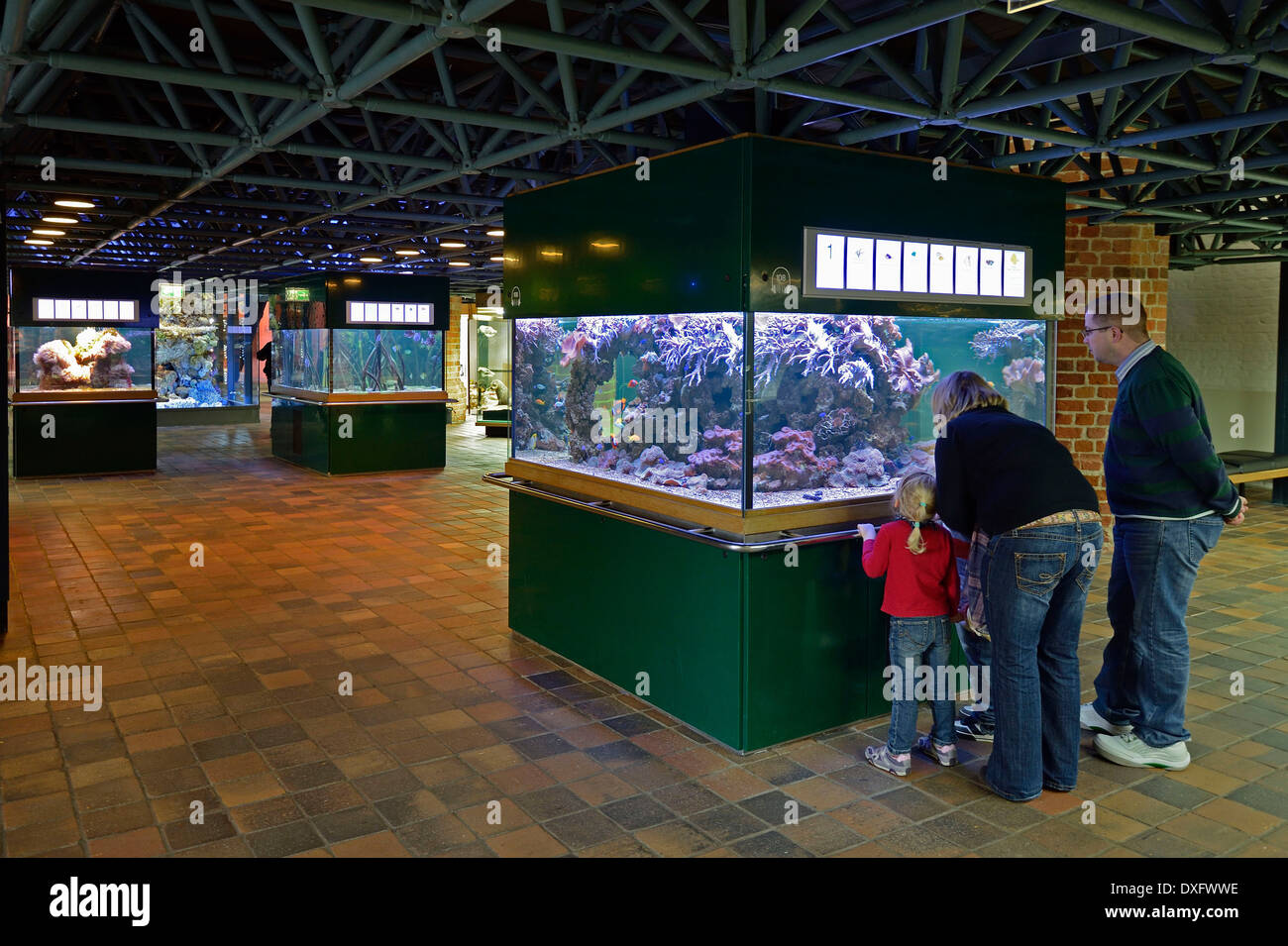 Visites à l'aquarium, Meeresmuseum, Musée Océanographique, ville hanséatique de Stralsund, Mecklembourg-Poméranie-Occidentale, Allemagne Banque D'Images
