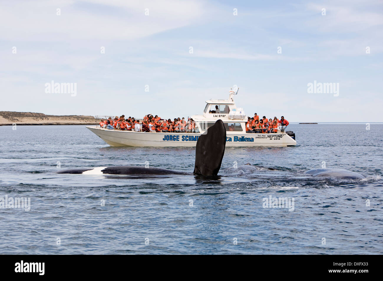 Bateau d'observation des baleines et la baleine australe, Eubalaena australis, la Péninsule de Valdès, Patagonie, Argentine Banque D'Images