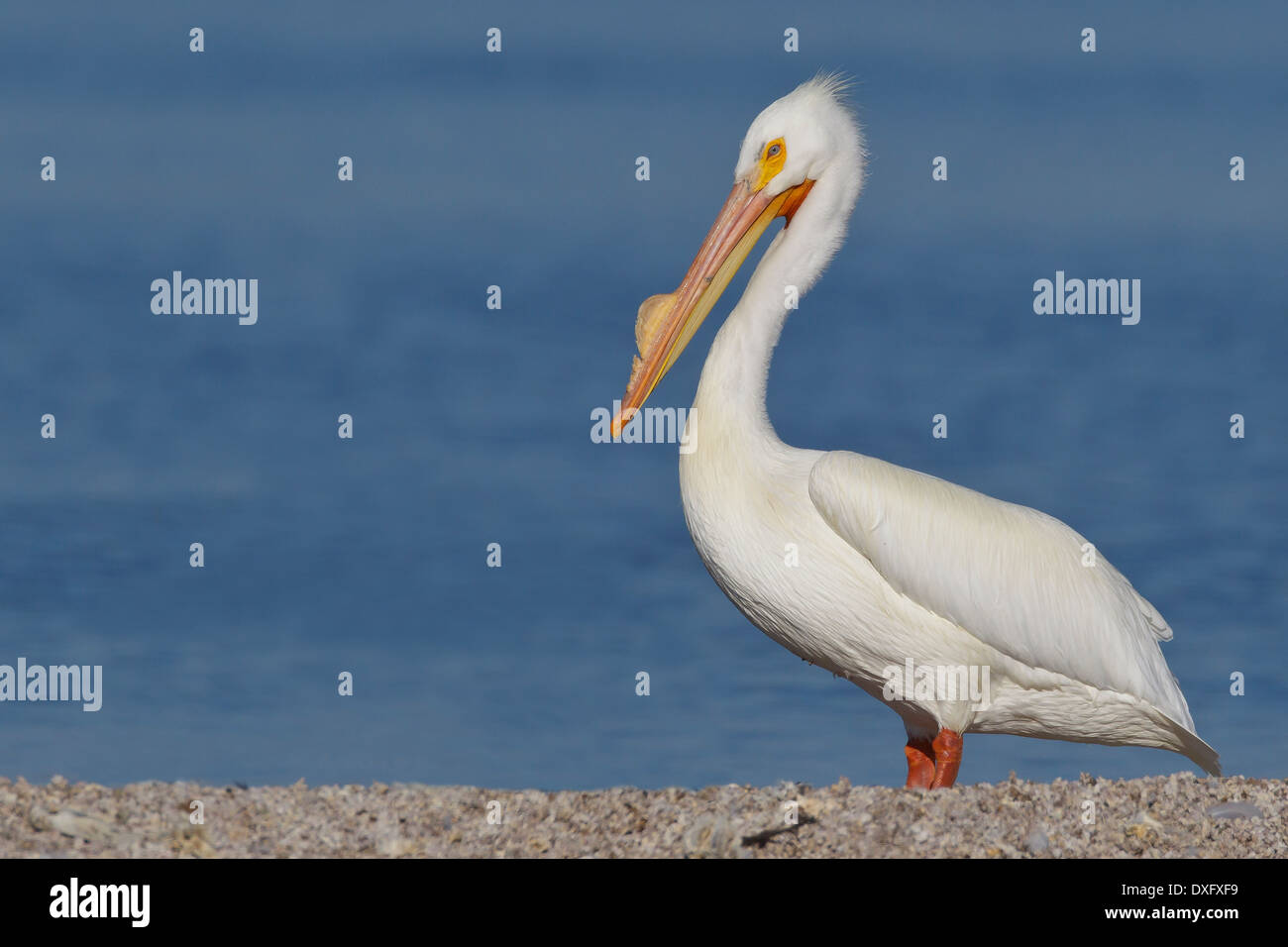 Pélican blanc - Pelecanus erythrorhynchos - reproduction Adultes Banque D'Images
