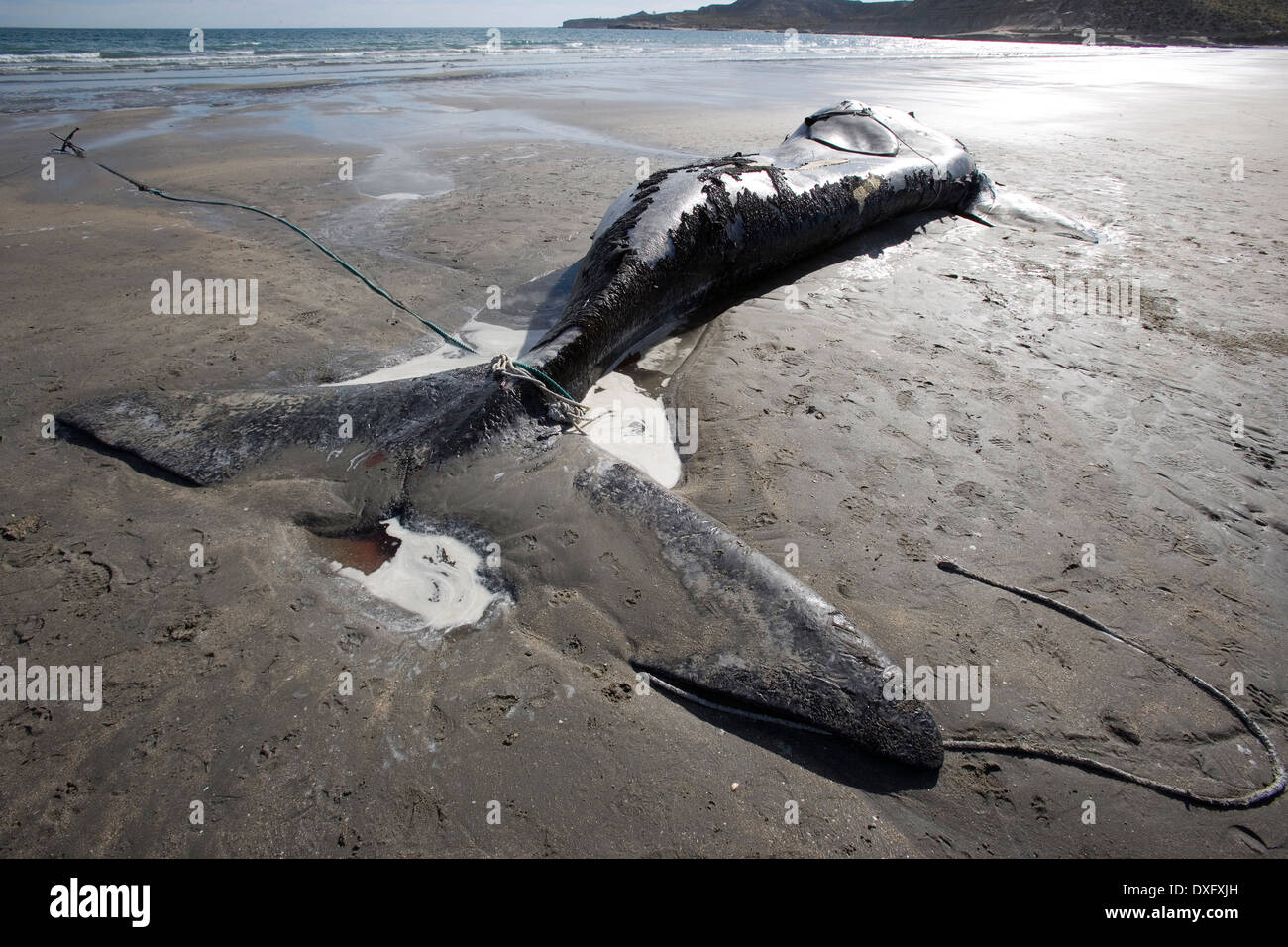 Dead baleine australe lying on Beach, Eubalaena australis, la Péninsule de Valdès, Patagonie, Argentine Banque D'Images