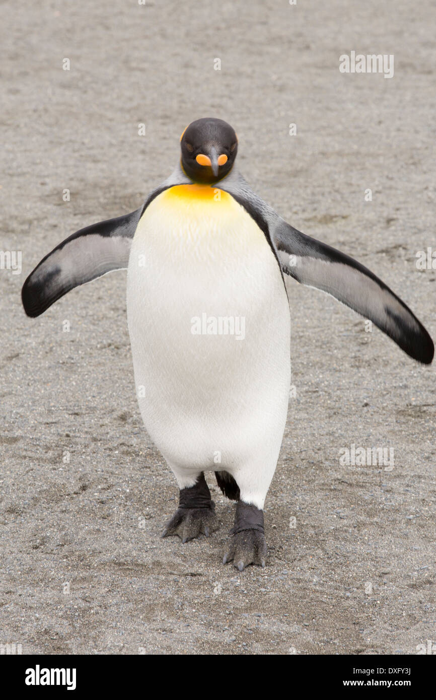 Un roi pingouin dans la deuxième plus grande colonie de pingouins roi dans la plaine de Salisbury, Géorgie du Sud, Sud de l'océan. Banque D'Images