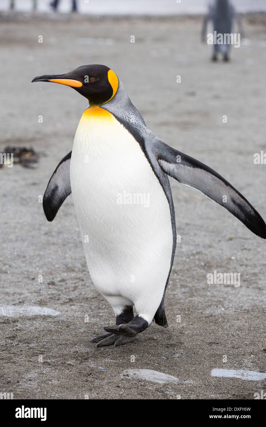 Un roi pingouin dans la deuxième plus grande colonie de pingouins roi dans la plaine de Salisbury, Géorgie du Sud, Sud de l'océan. Banque D'Images