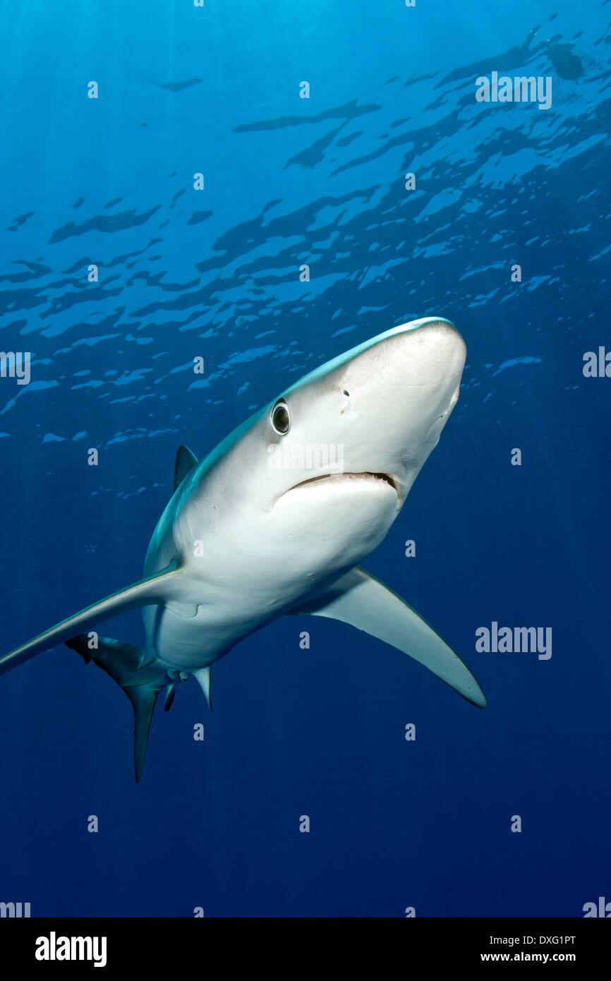 Le requin bleu, Prionace glauca, île de Pico, Açores, Portugal Banque D'Images