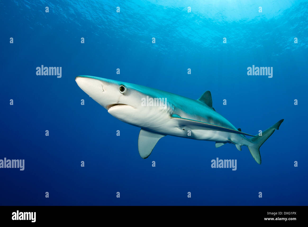 Le requin bleu, Prionace glauca, île de Pico, Açores, Portugal Banque D'Images