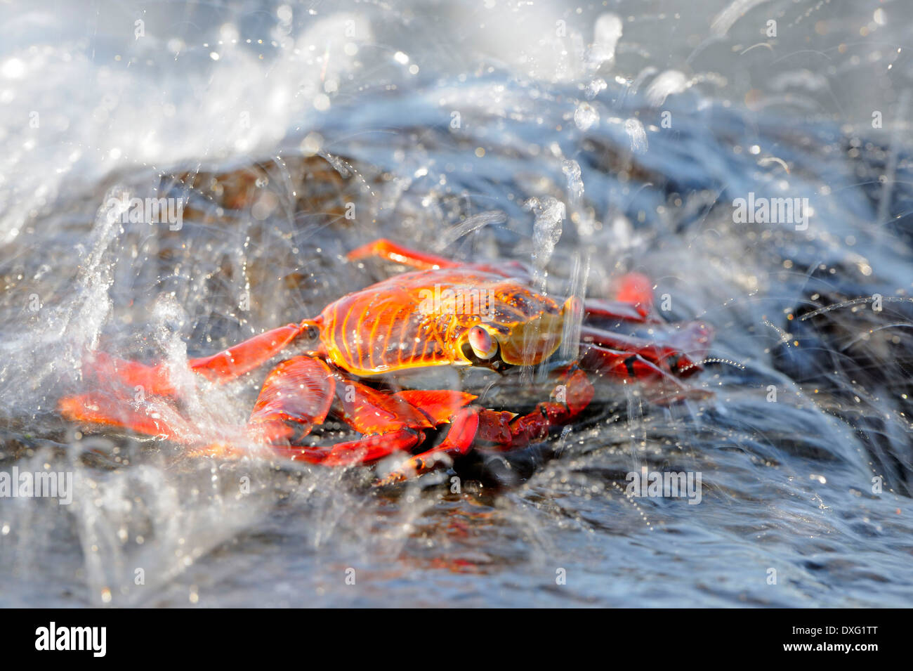 Sally Lightfoot Crab, îles Galapagos, Equateur / (Grapsus grapsus) / Crabe de Red Rock Banque D'Images