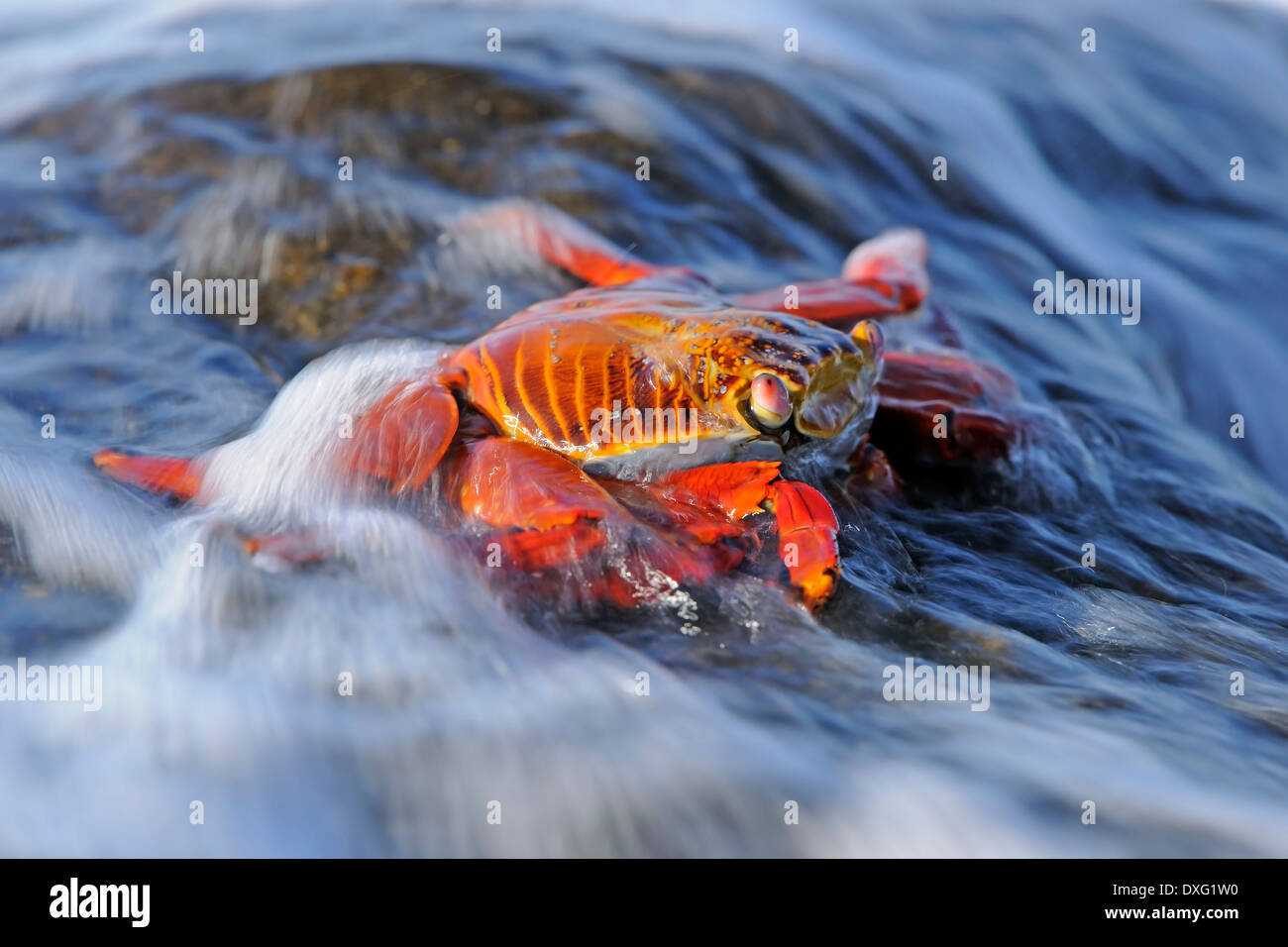 Sally Lightfoot Crab, îles Galapagos, Equateur / (Grapsus grapsus) / Crabe de Red Rock Banque D'Images