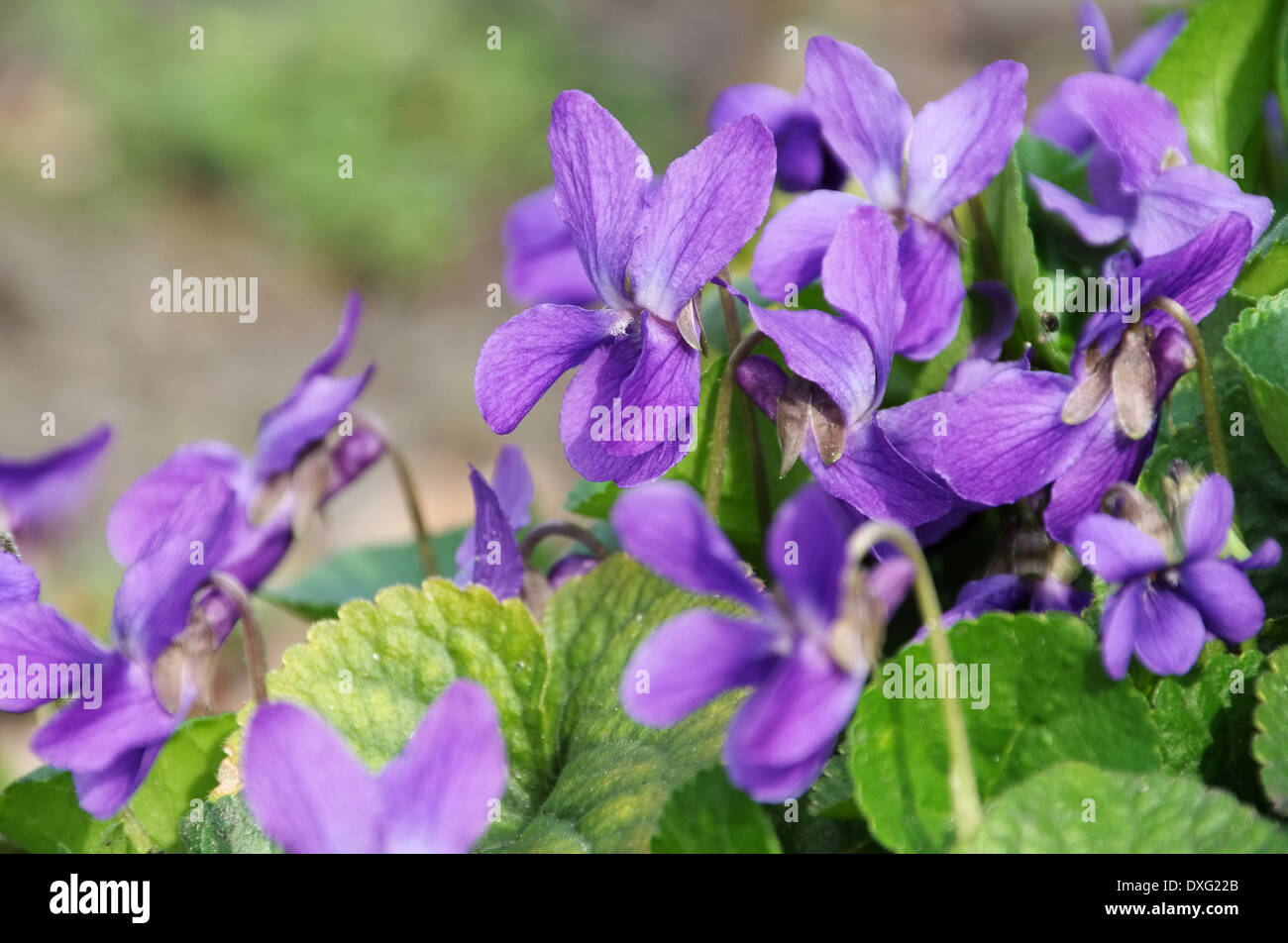 Veilchen - Viola odorata 03 Banque D'Images