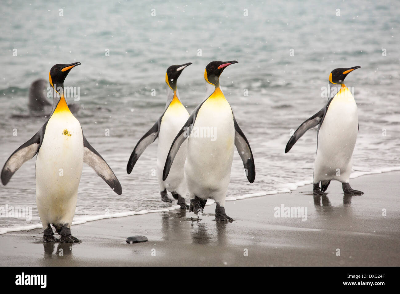Le manchot royal émerger d'un voyage de pêche pour voir sur la plage dans la deuxième plus grande colonie de pingouins roi dans la plaine de Salisbury, Géorgie du Sud, Sud de l'océan. Banque D'Images