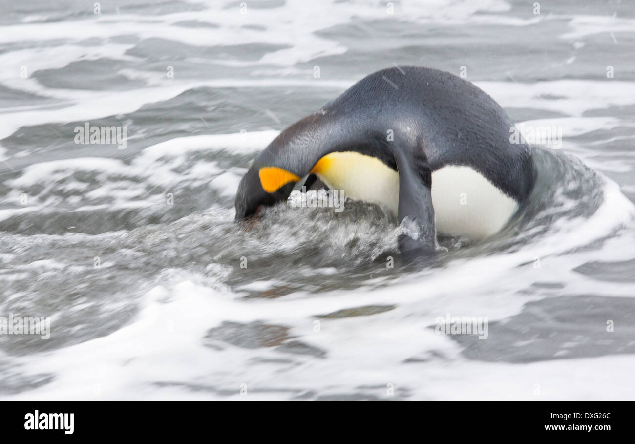 Pingouins roi emege d'un voyage de pêche pour voir sur la plage dans la deuxième plus grande colonie de pingouins roi sur Salisbury Banque D'Images