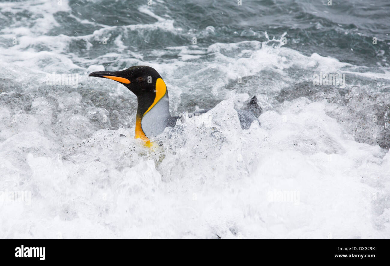 Pingouins roi emege d'un voyage de pêche pour voir sur la plage dans la deuxième plus grande colonie de pingouins roi sur Salisbury Banque D'Images